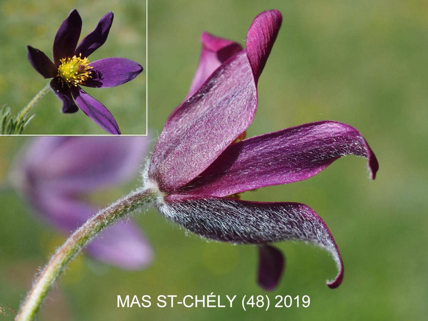 Pasque flower flower